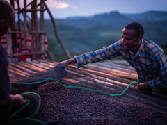 塔特馬拉傳家之寶蜂蜜咖啡豆 250g